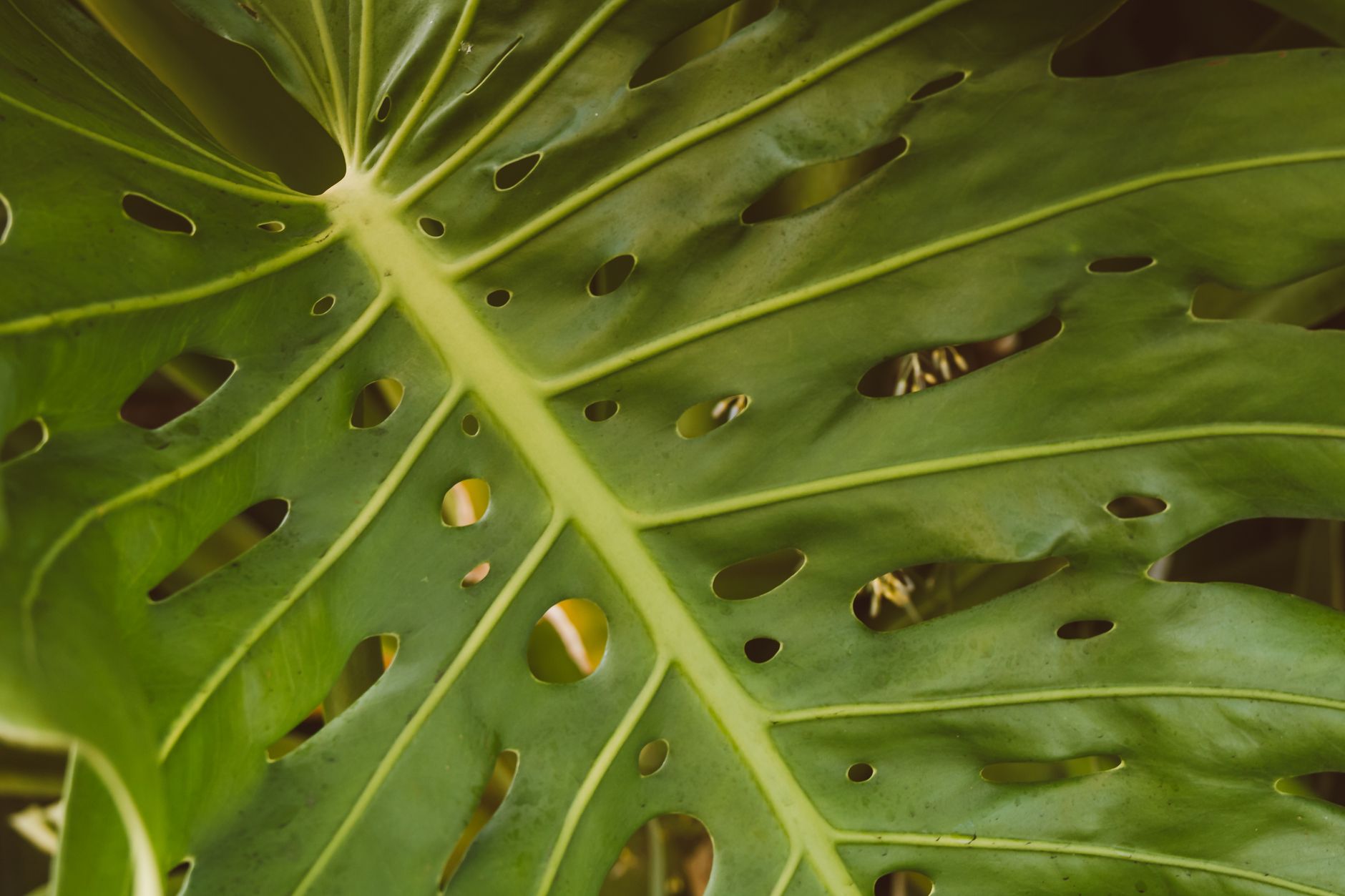 Monstera: sprievodca pre začiatočníkov