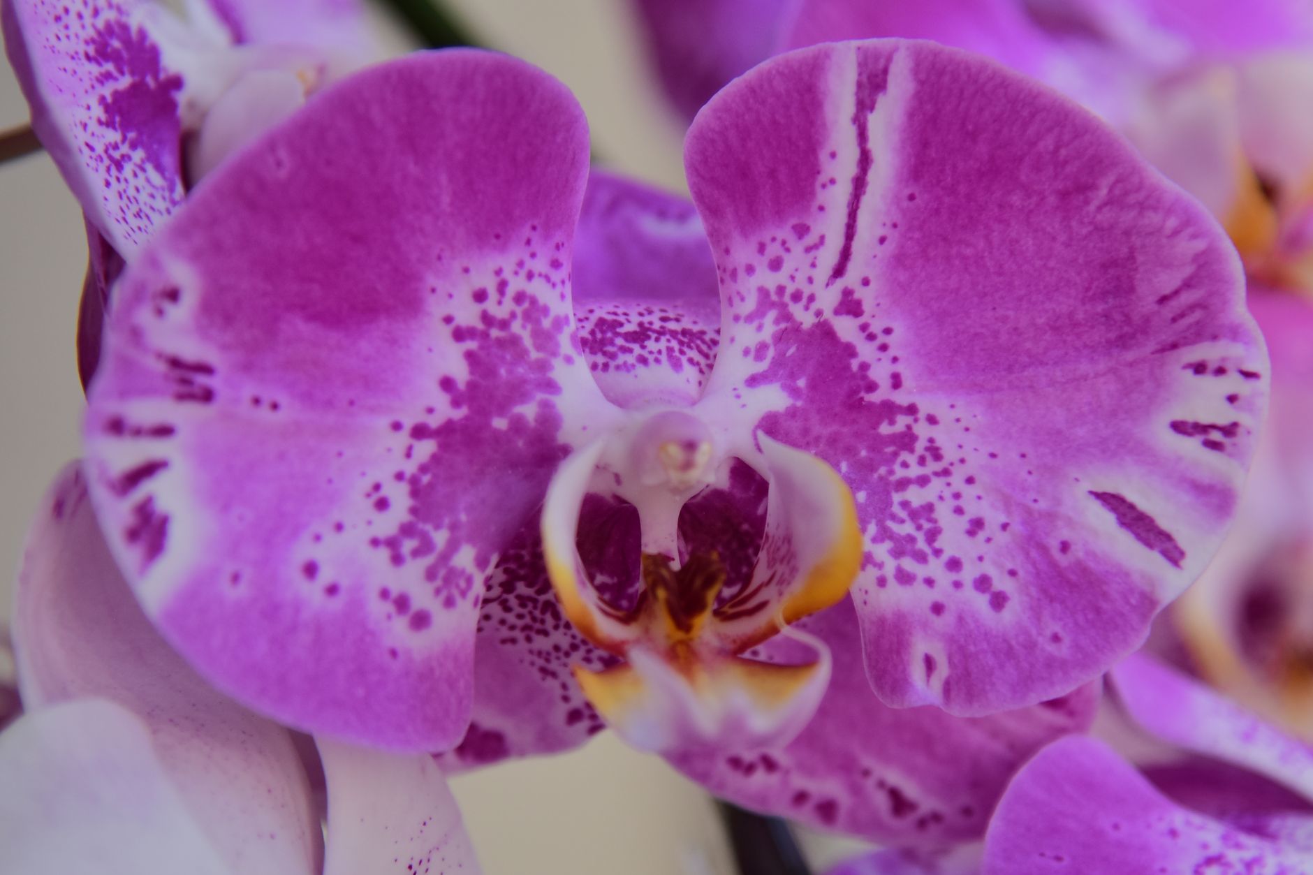 Orchidea po odkvitnutí