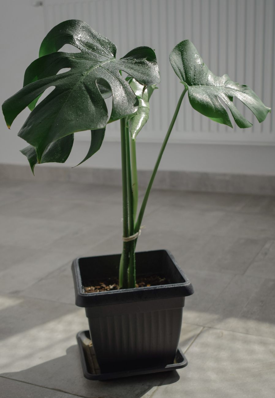 Monstera deliciosa