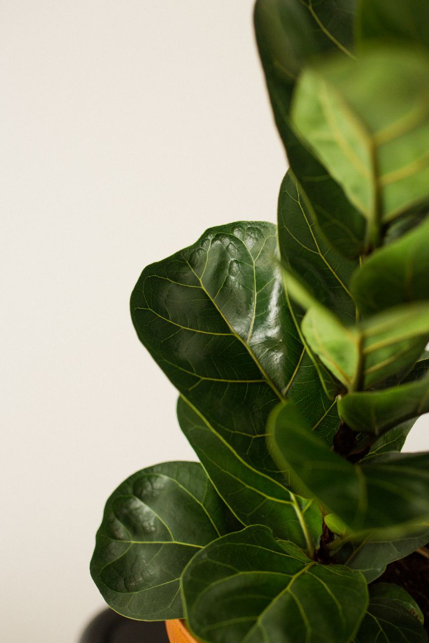 Ficus lyrata