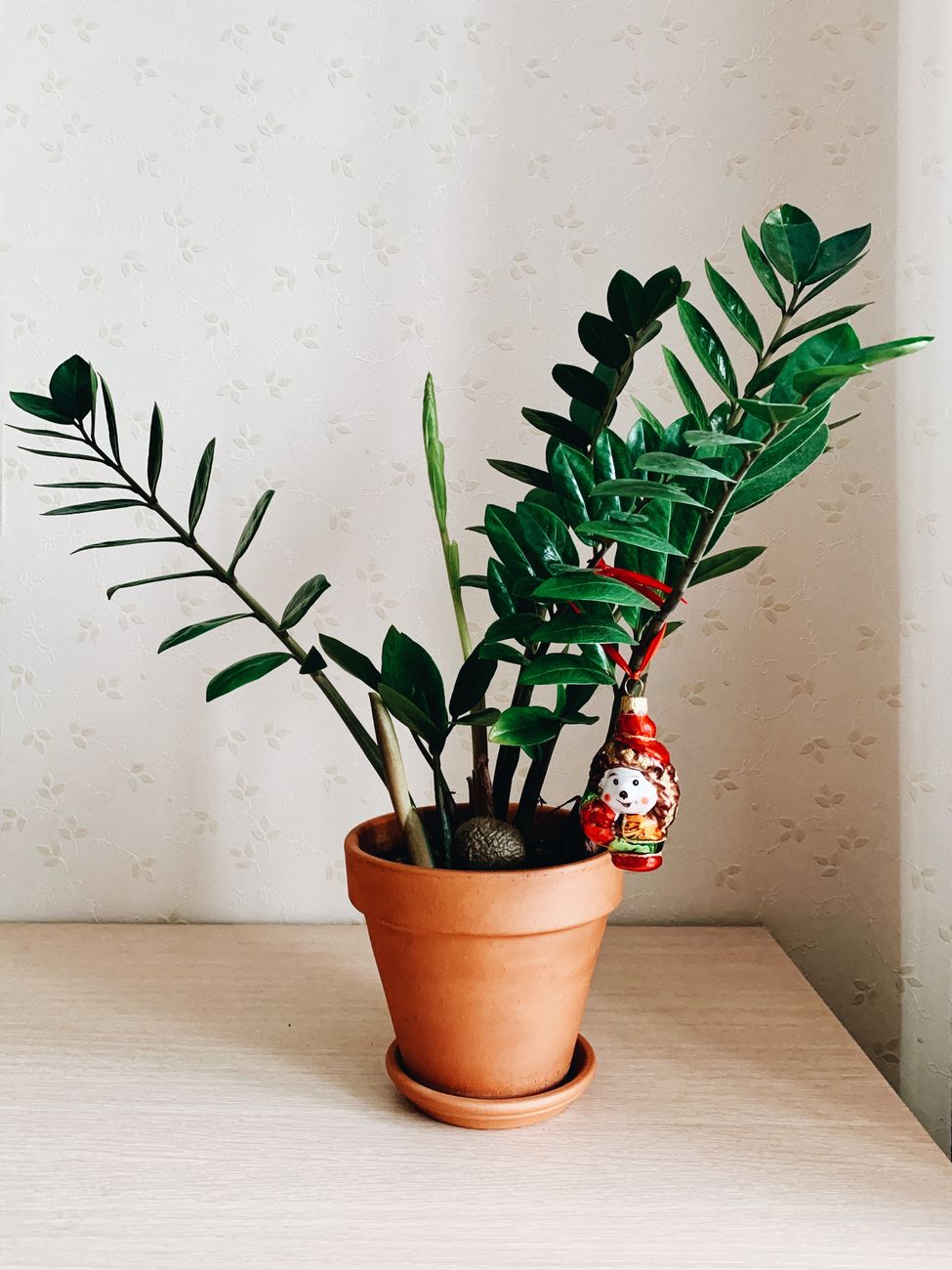Zamioculcas