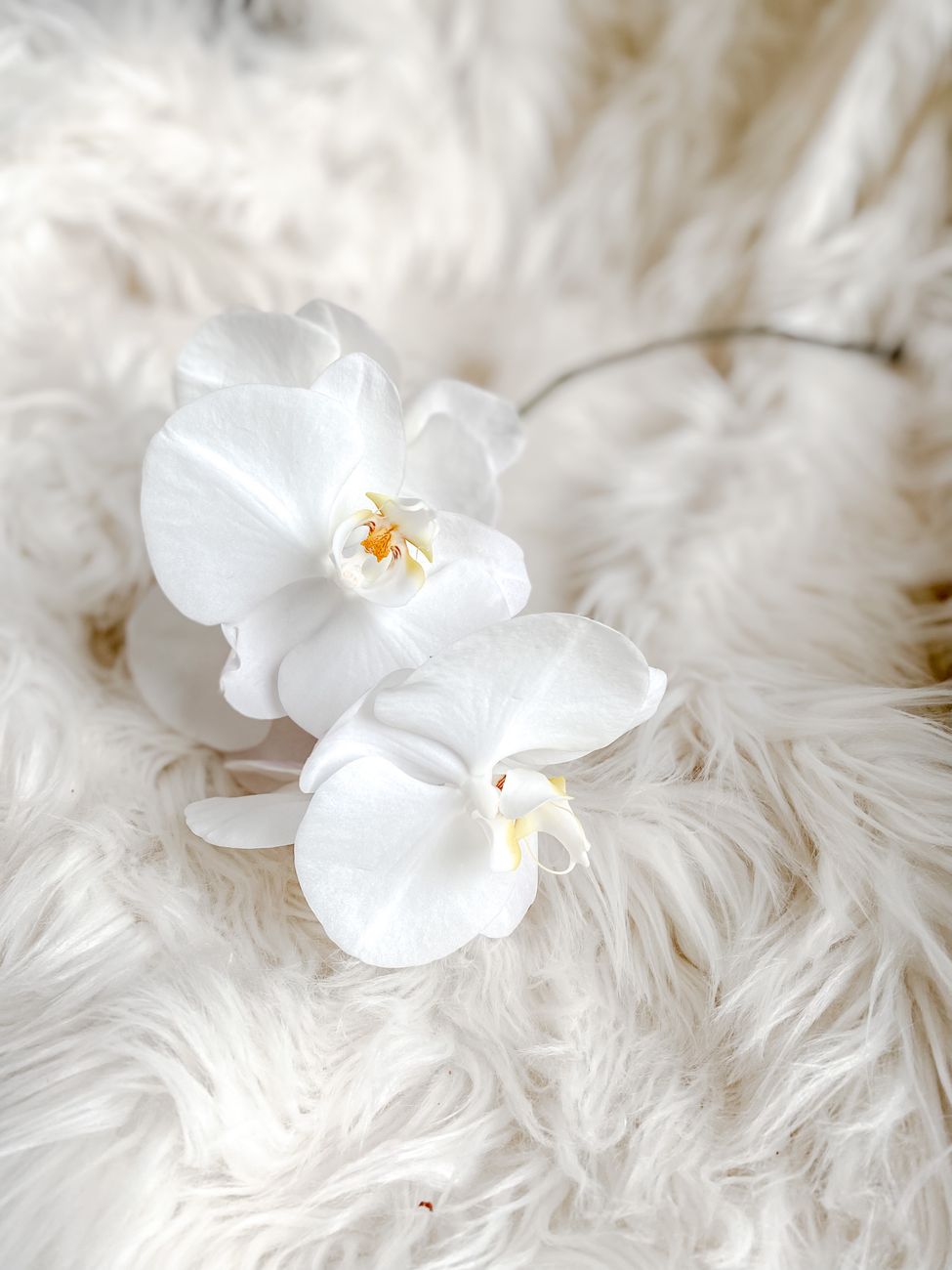 Orchidea Phalaenopsis
