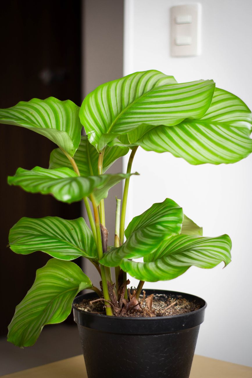 Calathea orbifolia