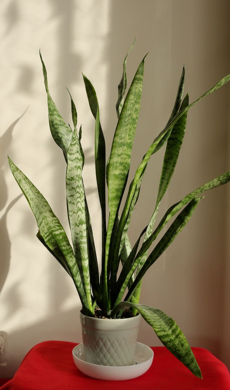 Sansevieria